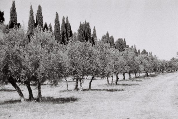 Olive Orchard in Provence